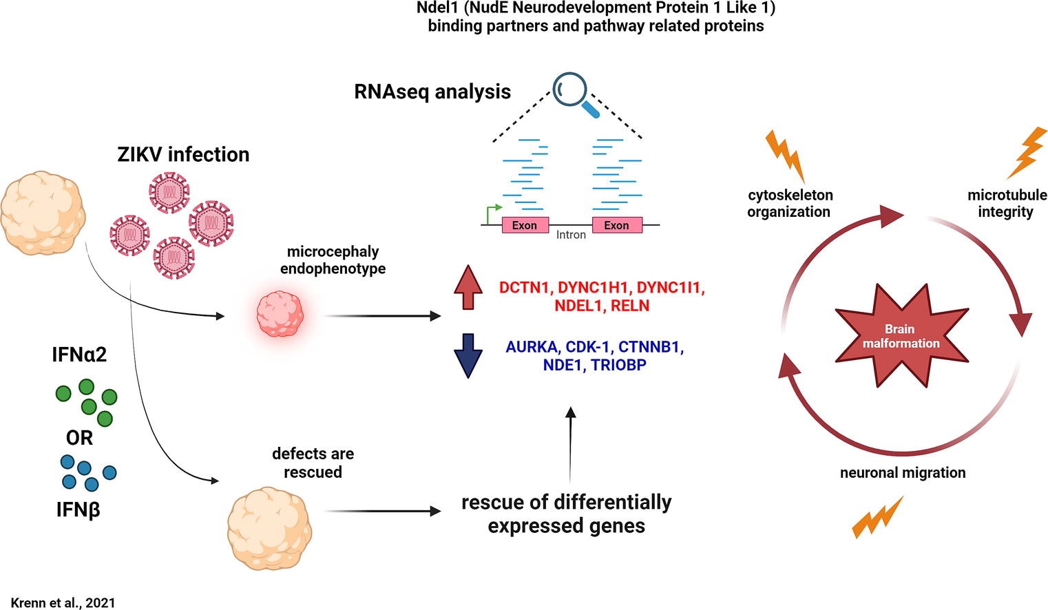 RNAseq 2024